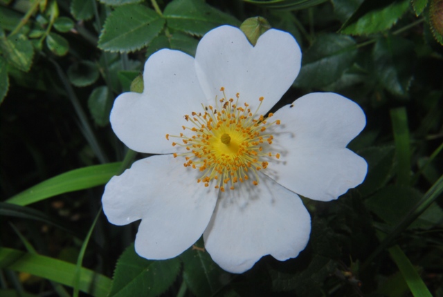 Rosa sempervirens